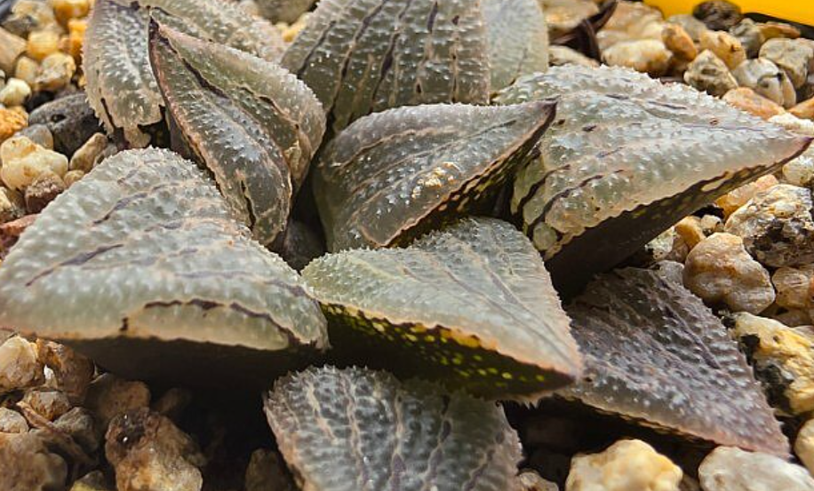 Haworthia comptonia Marilyn 10 Pieces Seeds