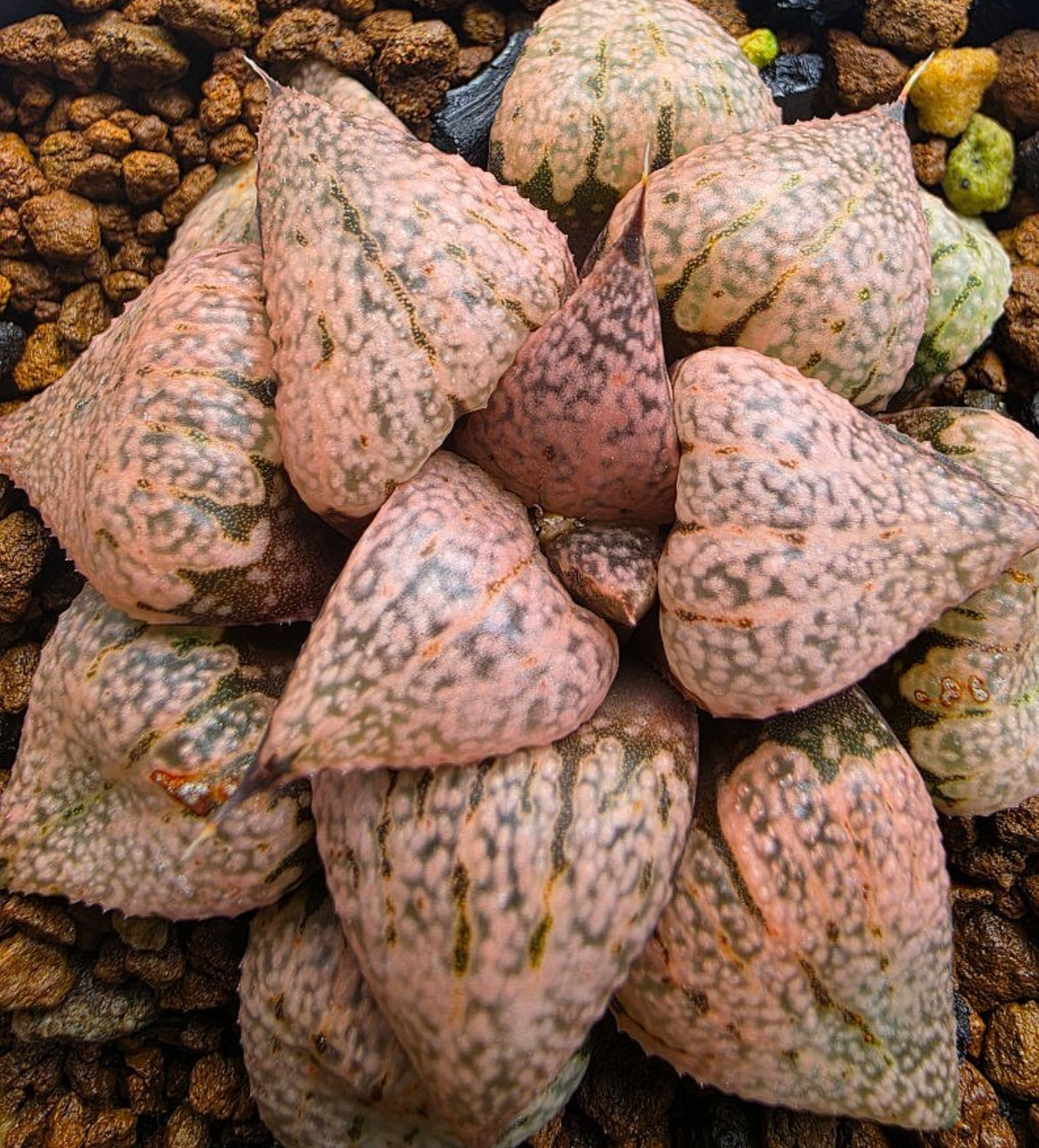 Haworthia picta 10 Pieces Seeds