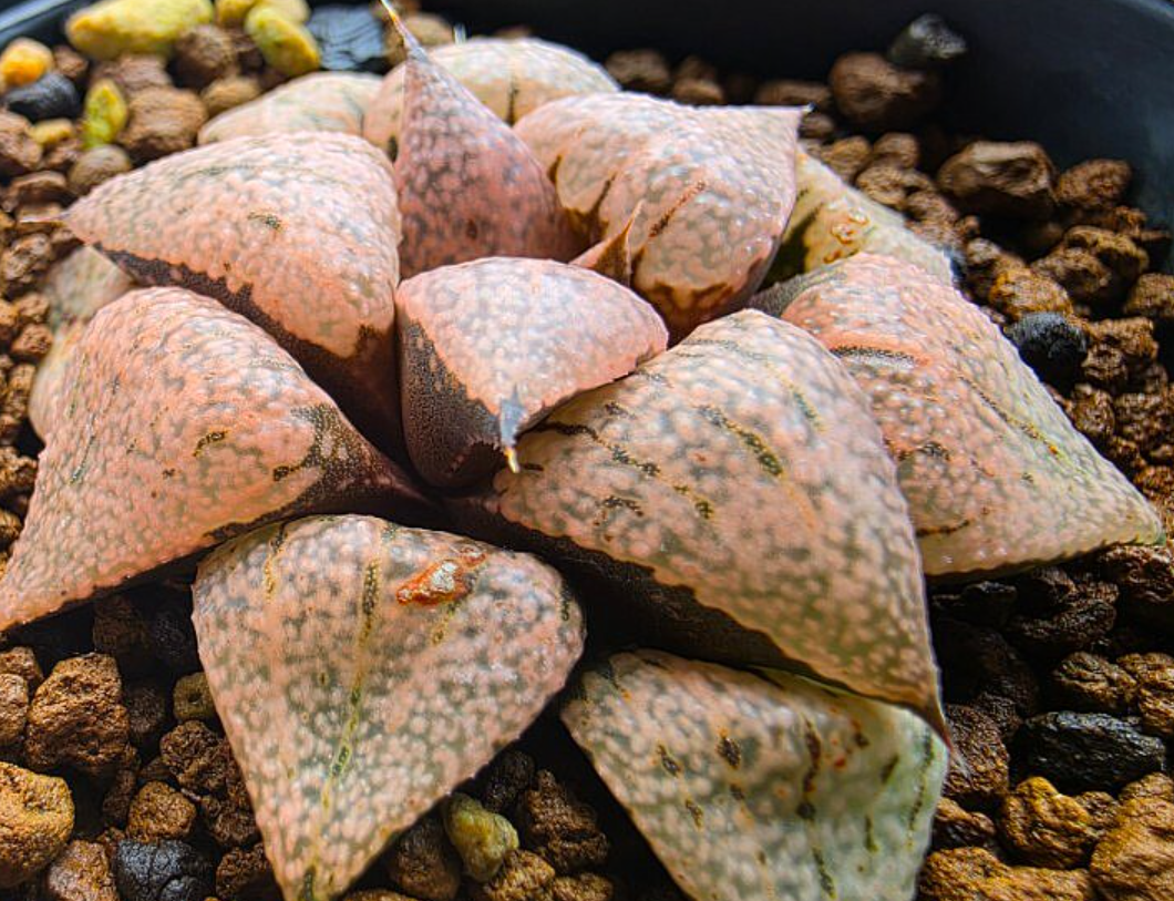 Haworthia picta 10 Pieces Seeds
