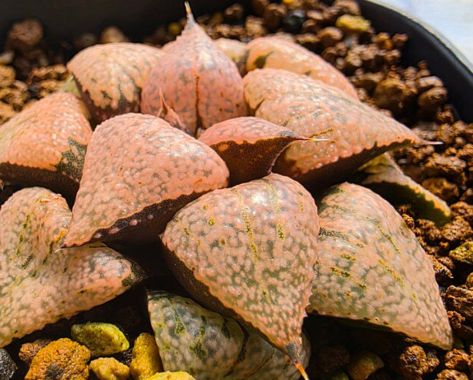 Haworthia picta 10 Pieces Seeds