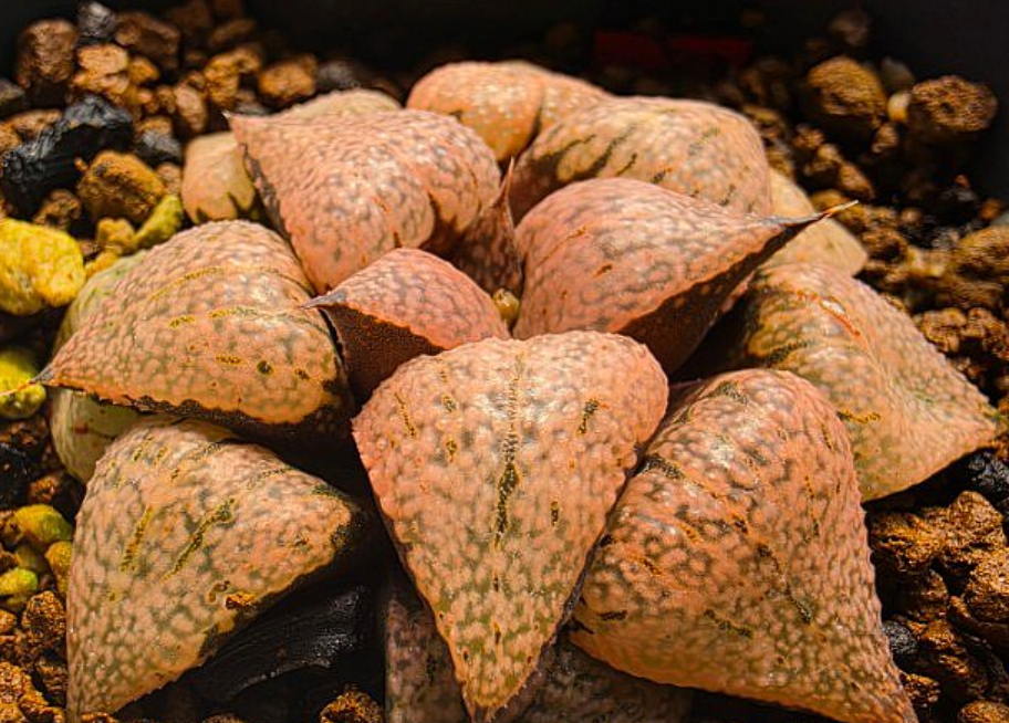 Haworthia picta 10 Pieces Seeds