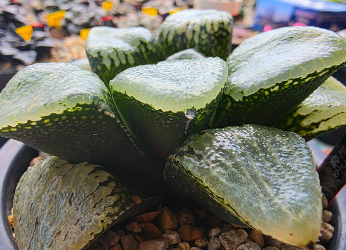Haworthia cv. Urahanya 10 Pieces Seeds