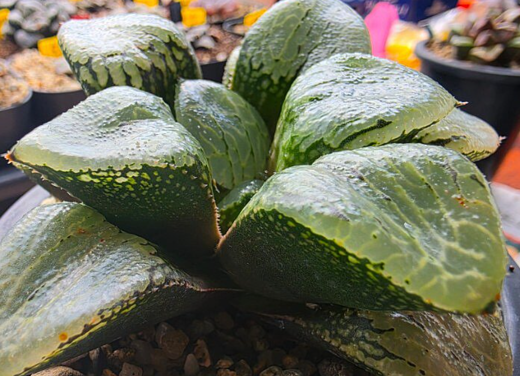 Haworthia cv. Urahanya 10 Pieces Seeds