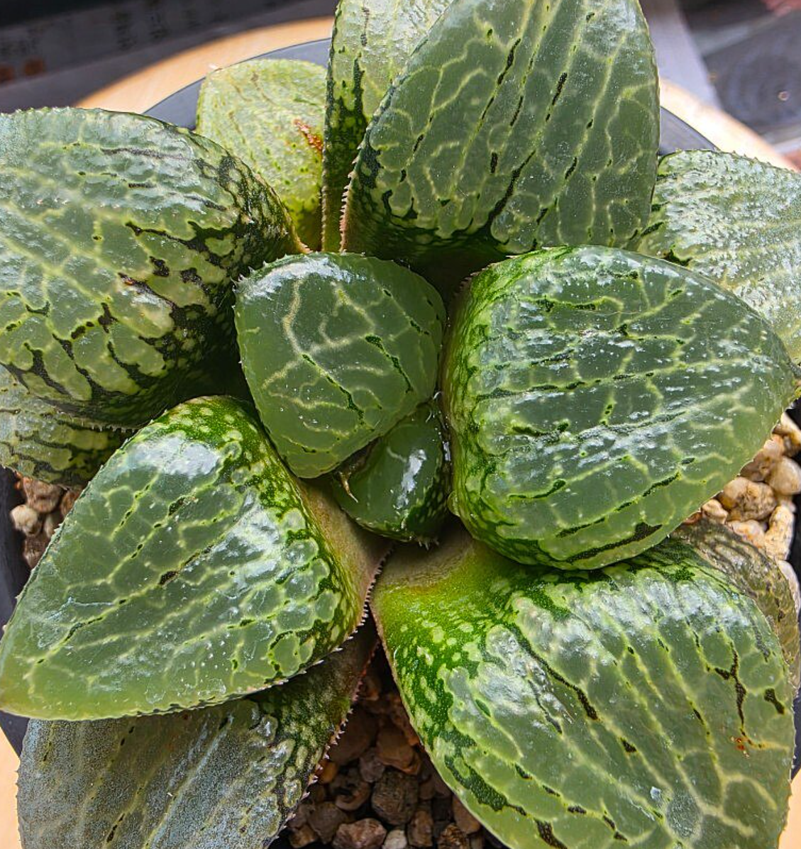 Haworthia cv. Urahanya 10 Pieces Seeds