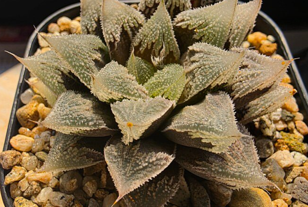 Haworthia Hakuteijou 10 Pieces Seeds