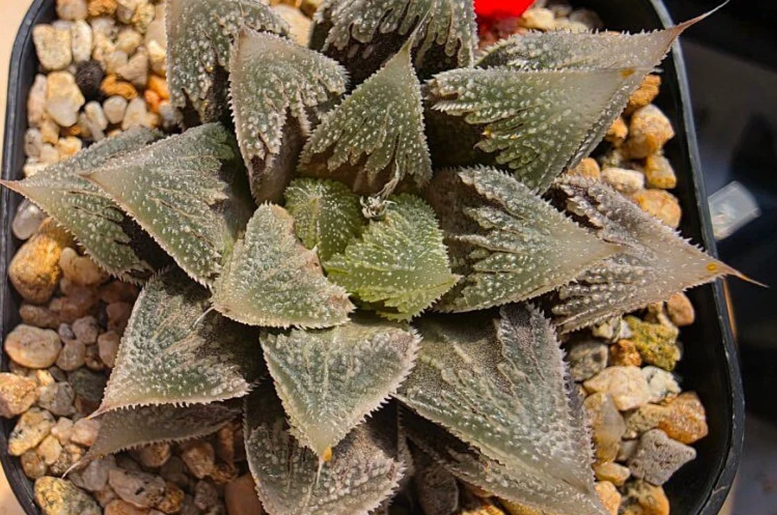 Haworthia Hakuteijou 10 Pieces Seeds