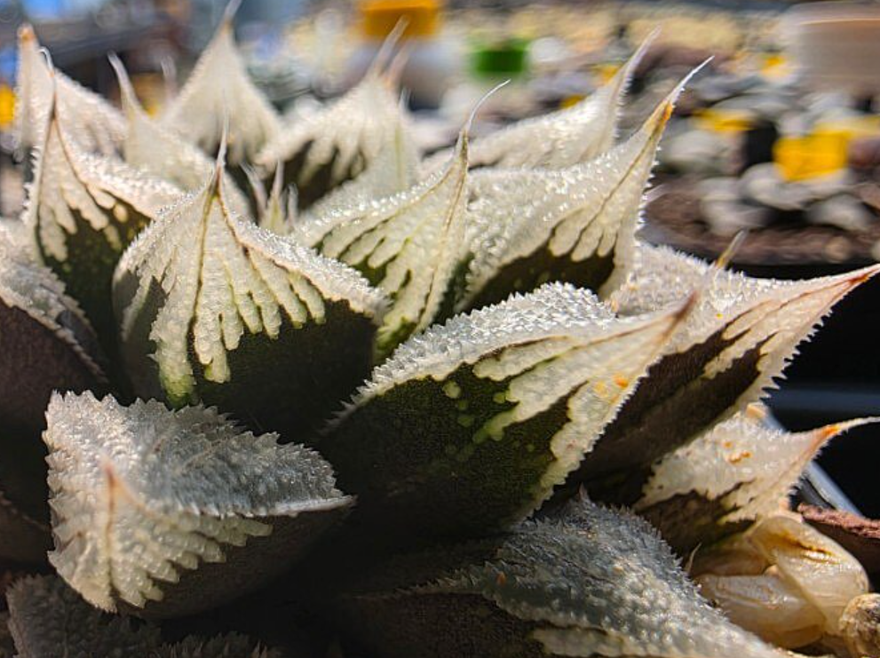 Haworthia Hakuteijou 10 Pieces Seeds