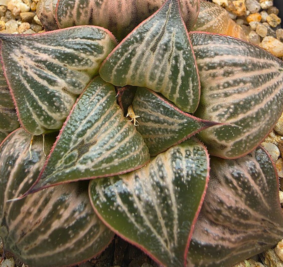 Haworthia var.splendens 10 Pieces Seeds