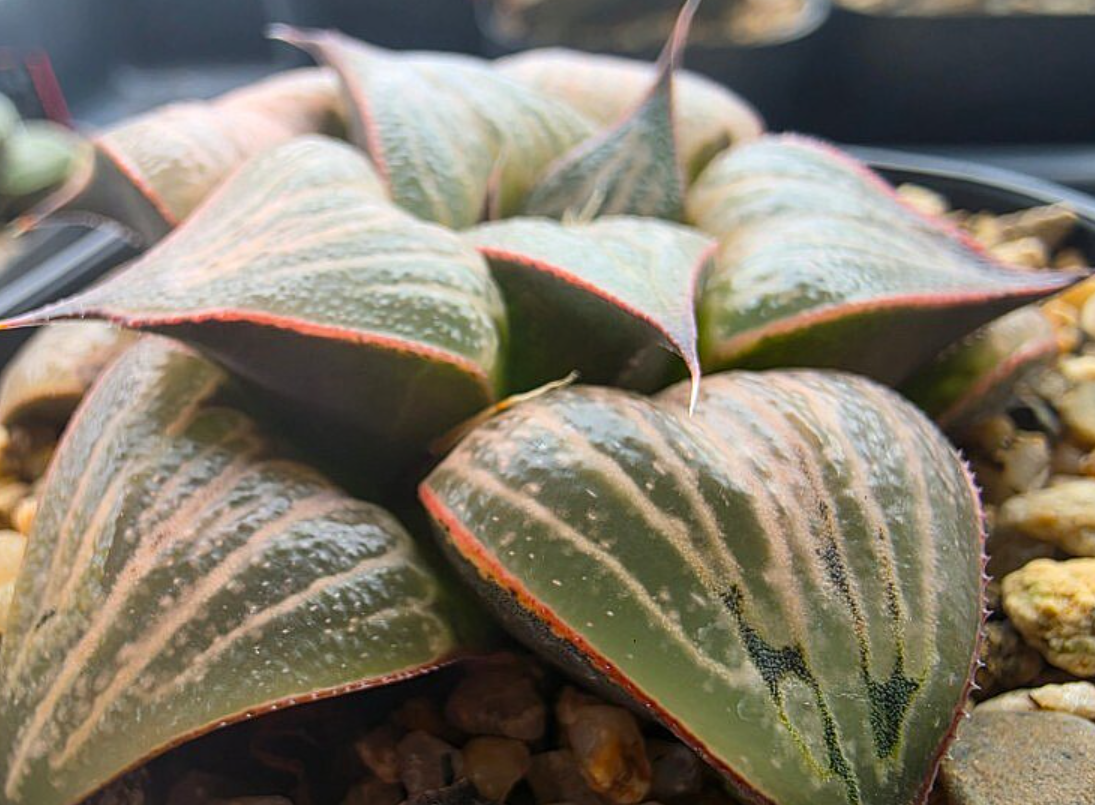 Haworthia var.splendens 10 Pieces Seeds