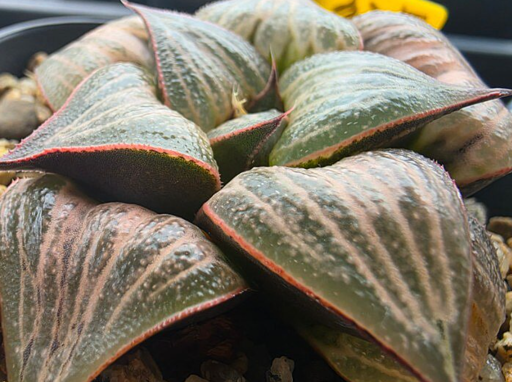 Haworthia var.splendens 10 Pieces Seeds