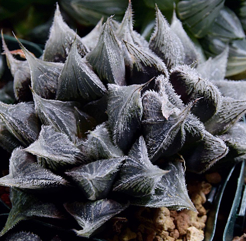 Haworthia Bear's Ear 10 Pieces Seeds