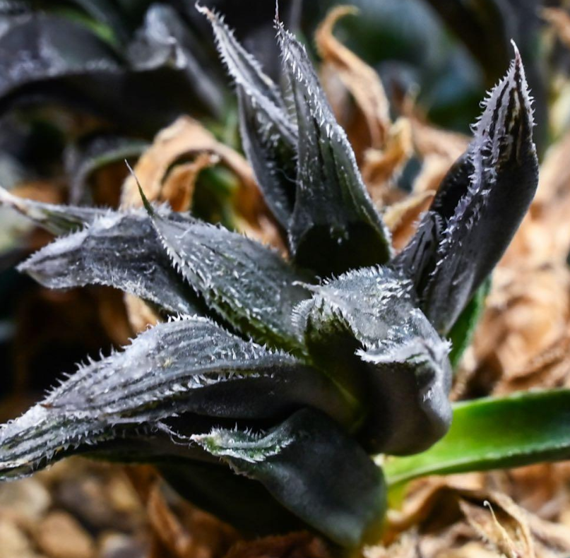 Haworthia Bear's Ear 10 Pieces Seeds