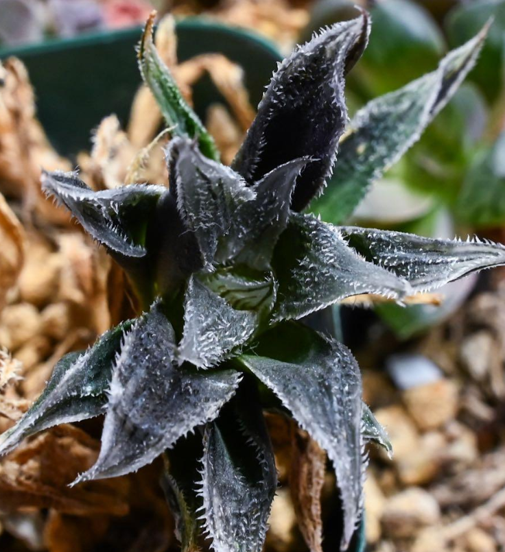 Haworthia Bear's Ear 10 Pieces Seeds