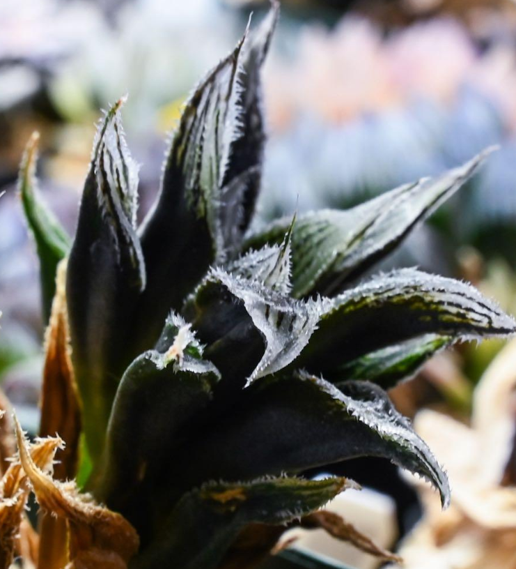 Haworthia Bear's Ear 10 Pieces Seeds