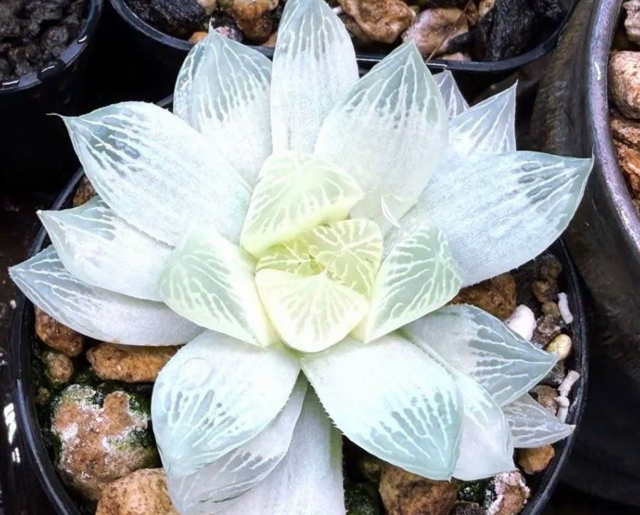 Haworthia 'Shirojihada' 10 Pieces Seeds