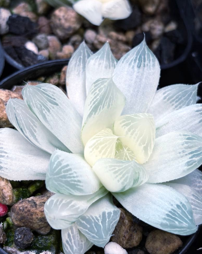 Haworthia 'Shirojihada' 10 Pieces Seeds
