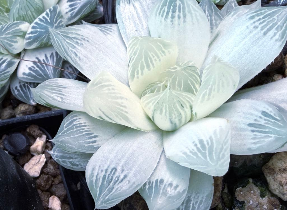 Haworthia 'Shirojihada' 10 Pieces Seeds