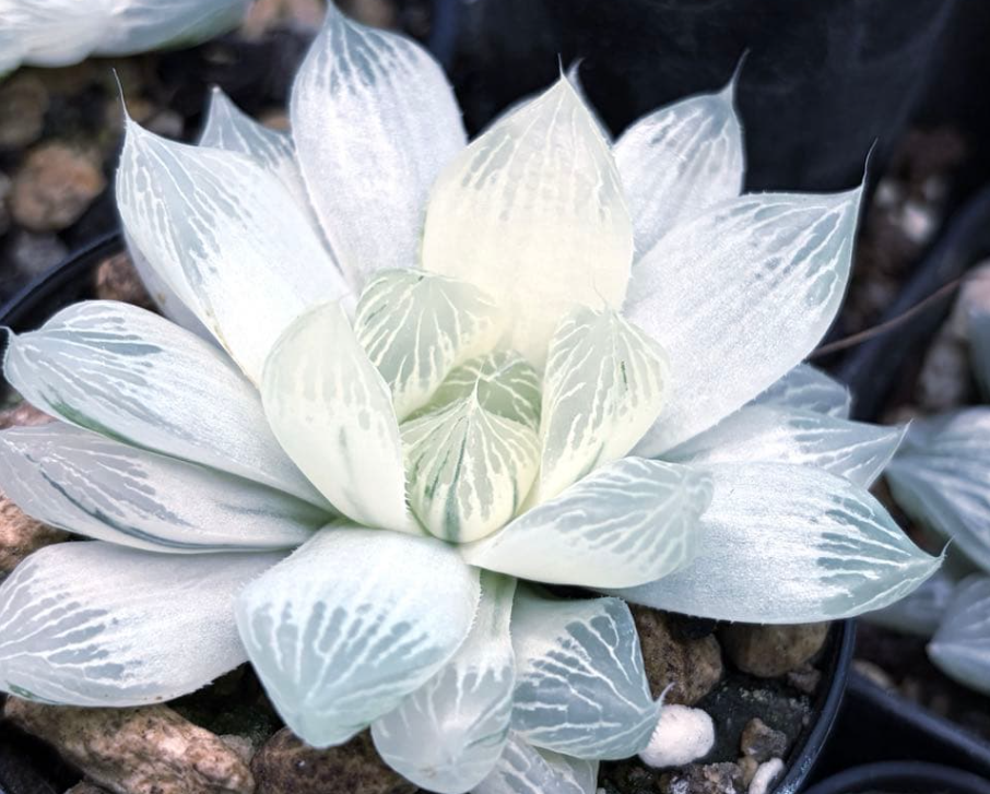 Haworthia 'Shirojihada' 10 Pieces Seeds