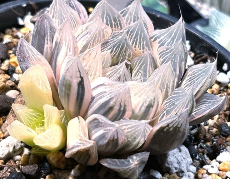 Haworthia Hakujaden 10 Pieces Seeds