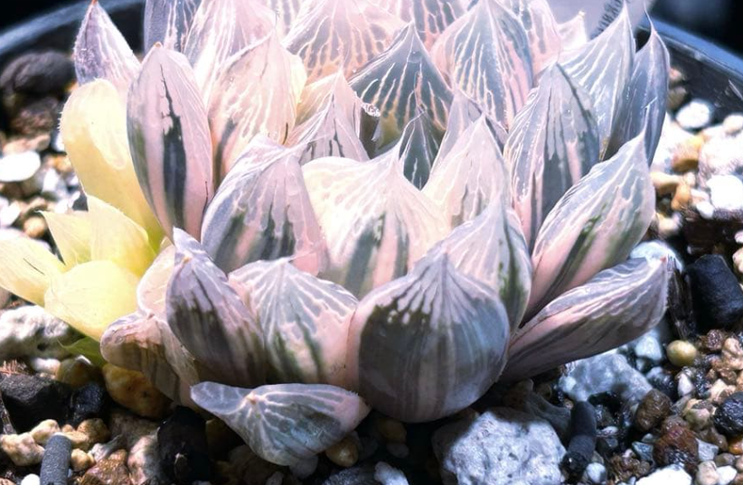 Haworthia Hakujaden 10 Pieces Seeds