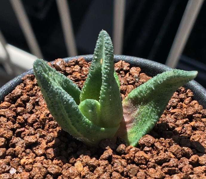 Haworthia sordida 'Mint Cream' 10 Pieces Seeds