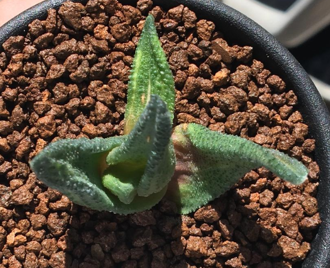 Haworthia sordida 'Mint Cream' 10 Pieces Seeds