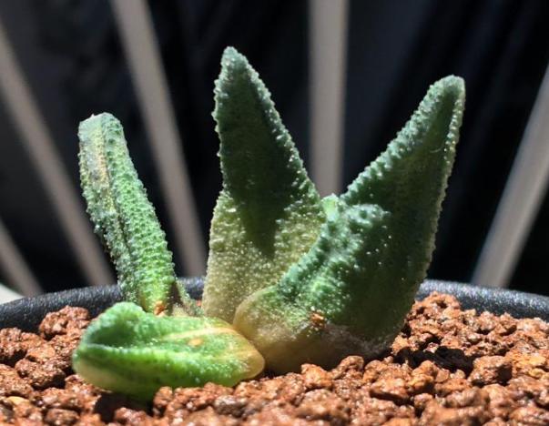 Haworthia sordida 'Mint Cream' 10 Pieces Seeds
