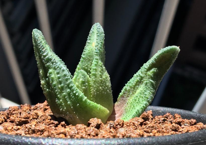 Haworthia sordida 'Mint Cream' 10 Pieces Seeds