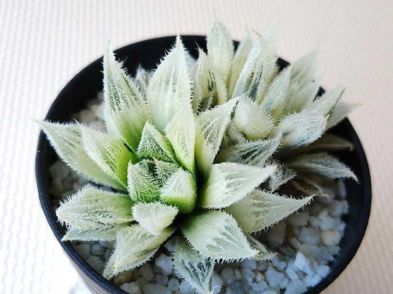 Haworthia 'Byakko Den' 10 Pieces Seeds