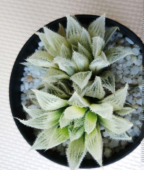 Haworthia 'Byakko Den' 10 Pieces Seeds