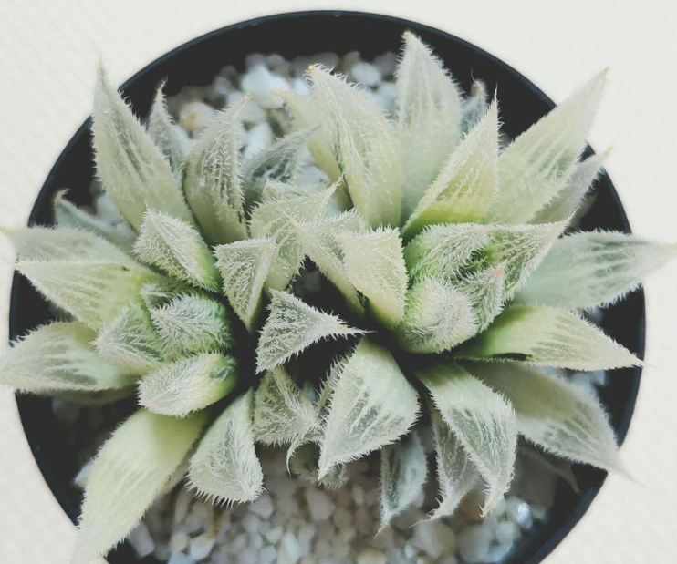Haworthia 'Byakko Den' 10 Pieces Seeds