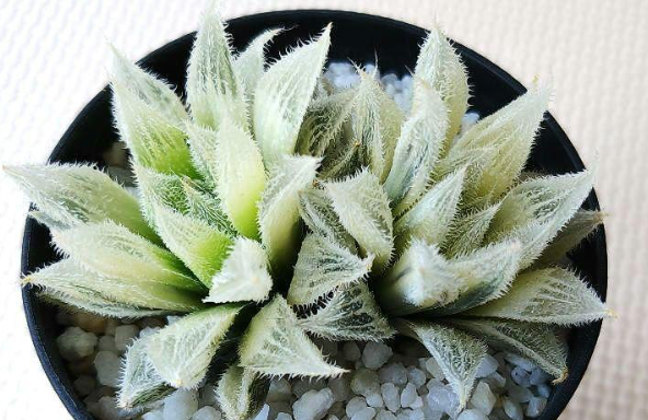 Haworthia 'Byakko Den' 10 Pieces Seeds