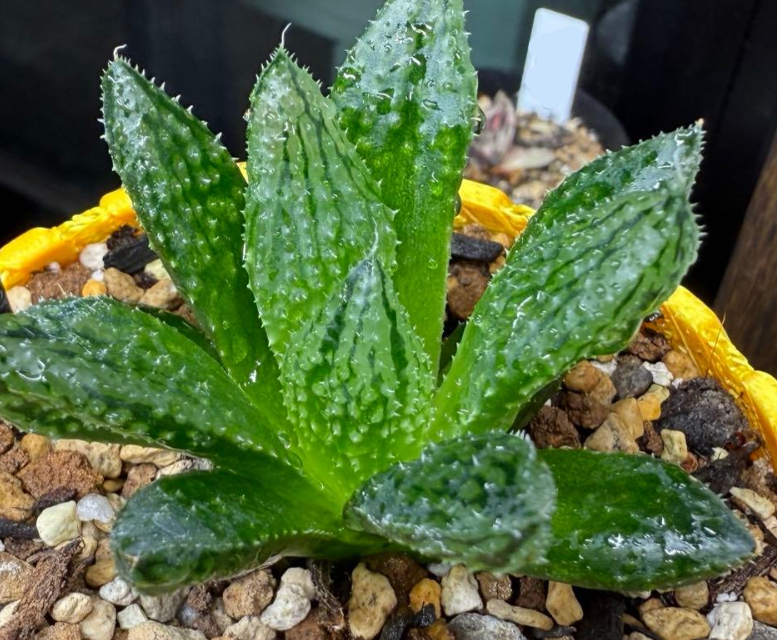 Haworthia "Yami no Mori" 10 Pieces Seeds