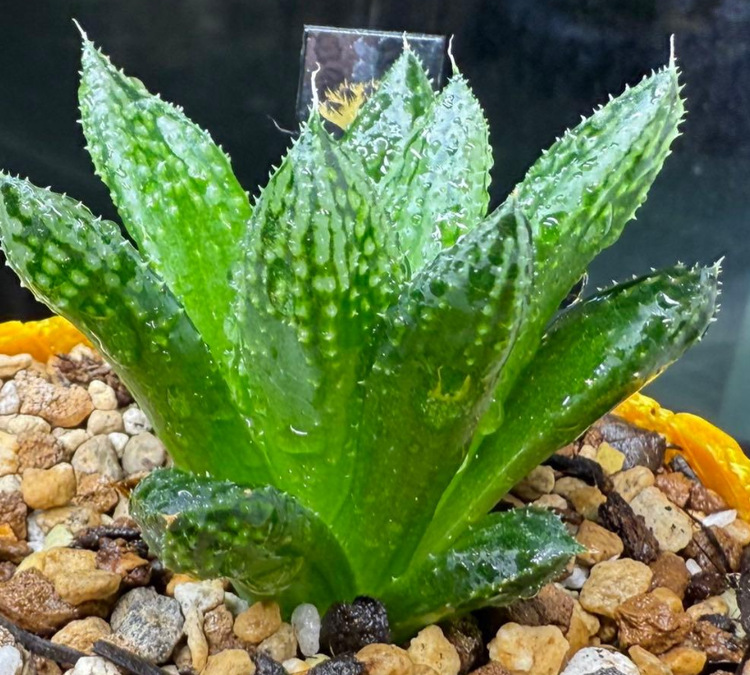 Haworthia "Yami no Mori" 10 Pieces Seeds