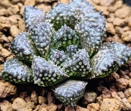Haworthia O-Mushi 10 Pieces Seeds