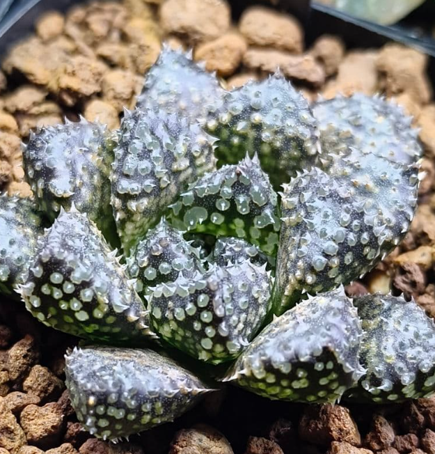 Haworthia O-Mushi 10 Pieces Seeds