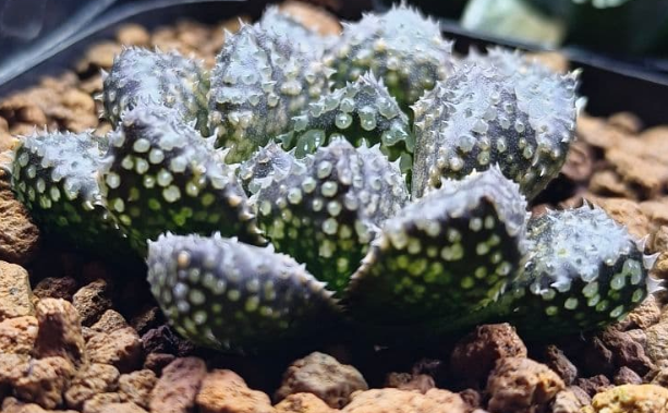Haworthia O-Mushi 10 Pieces Seeds