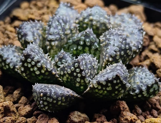 Haworthia O-Mushi 10 Pieces Seeds