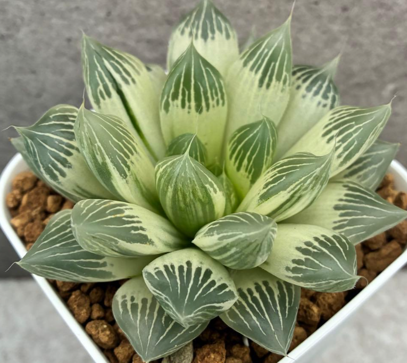 Haworthia White Snake Legend 10 Pieces Seeds