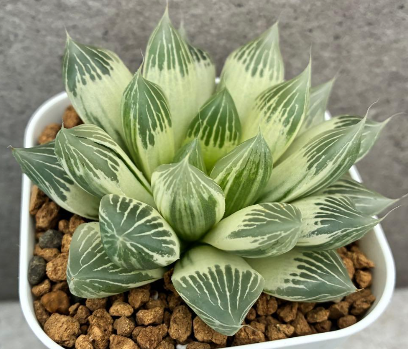 Haworthia White Snake Legend 10 Pieces Seeds