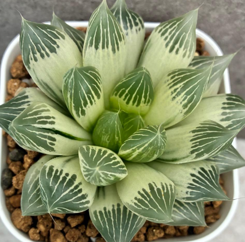 Haworthia White Snake Legend 10 Pieces Seeds