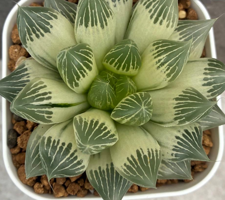 Haworthia White Snake Legend 10 Pieces Seeds