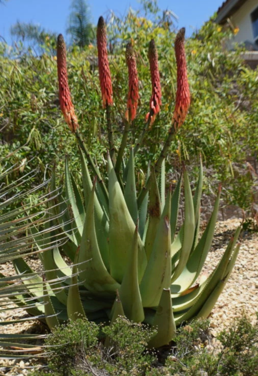 Aloe reitzii 12 Pieces Seeds