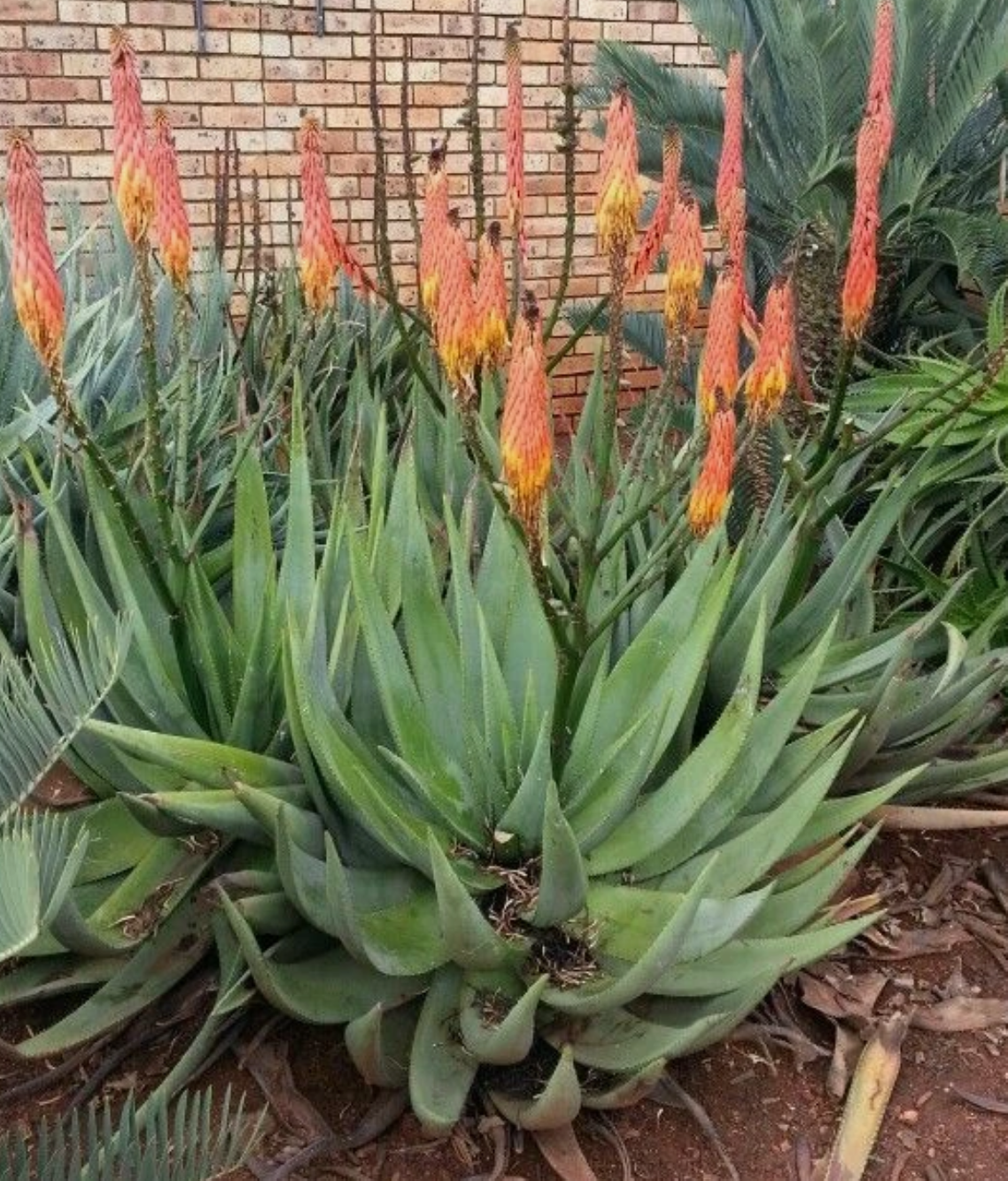 Aloe reitzii 12 Pieces Seeds