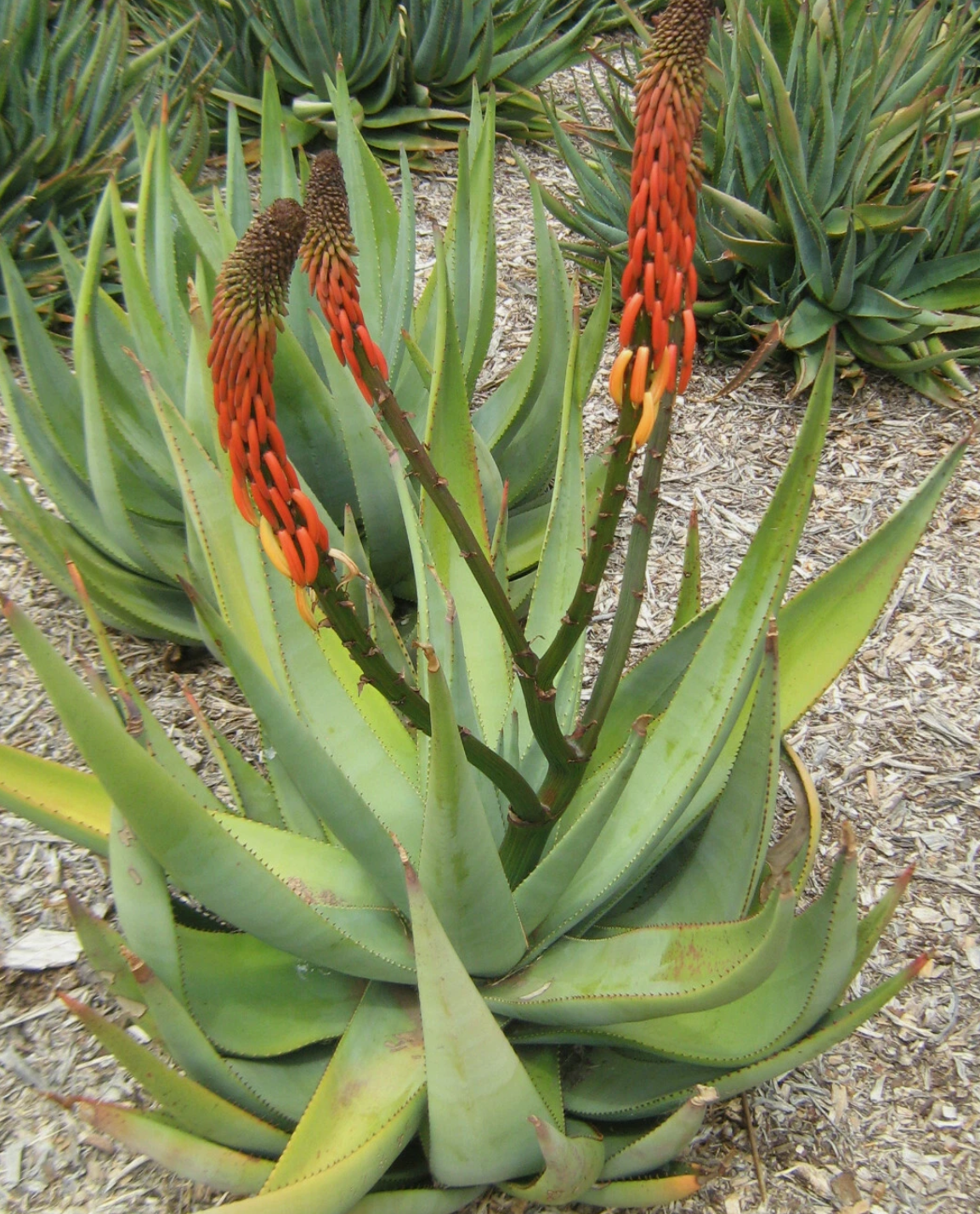 Aloe reitzii 12 Pieces Seeds