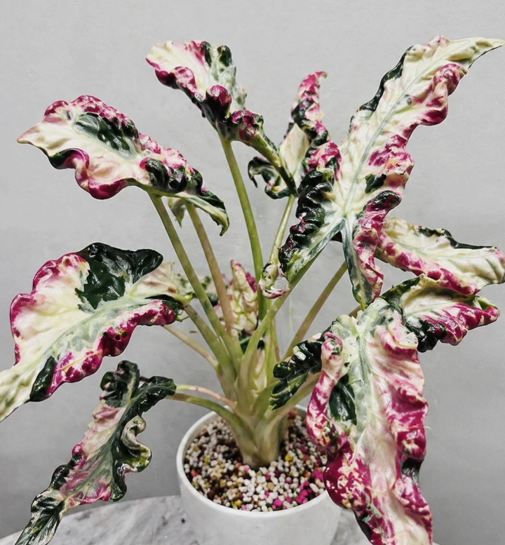 Alocasia var Loco 2 Pieces Seeds