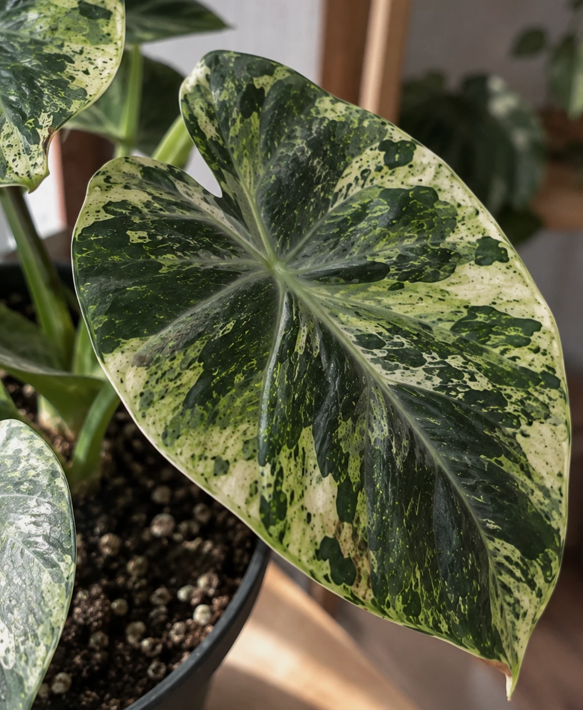 Alocasia Ninja Variegated 2 Pieces Seeds