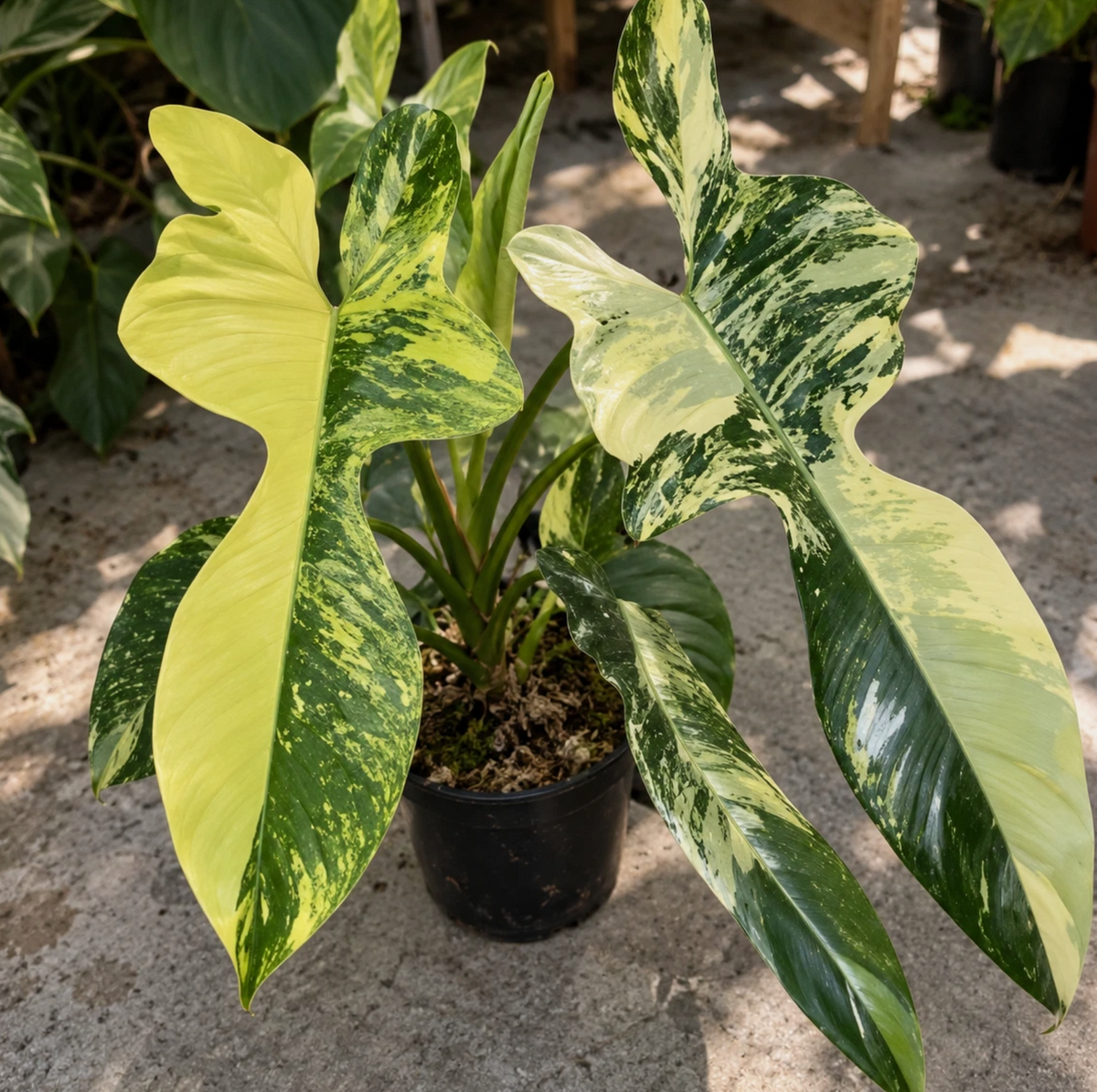 Philodendron bipennifolium 'Violin' Variegated 4 Pieces Seeds