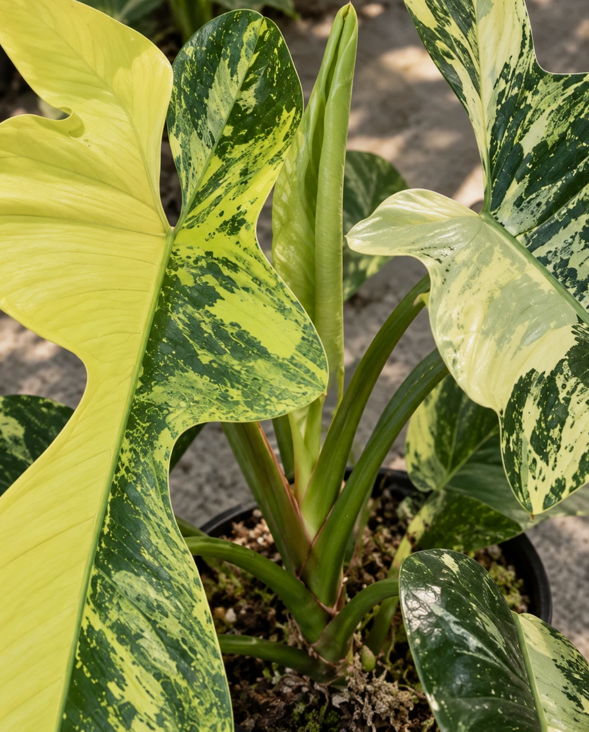 Philodendron bipennifolium 'Violin' Variegated 4 Pieces Seeds