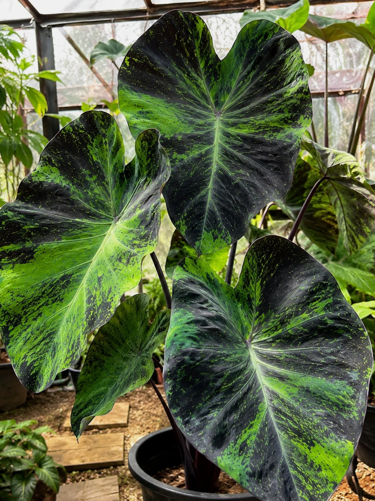 Colocasia Black Marble 2 Pieces Seeds